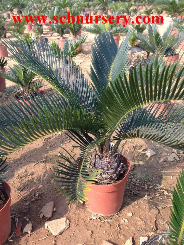
Cycas 6-8cm 