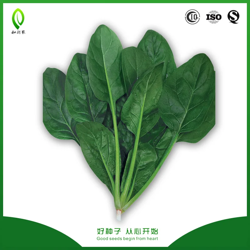 
China vegetable seeds hybrid spinach seeds 