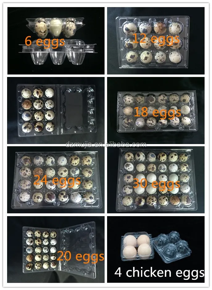 Carton packing box Plastic blister quail egg packing box /quail egg tray for sale