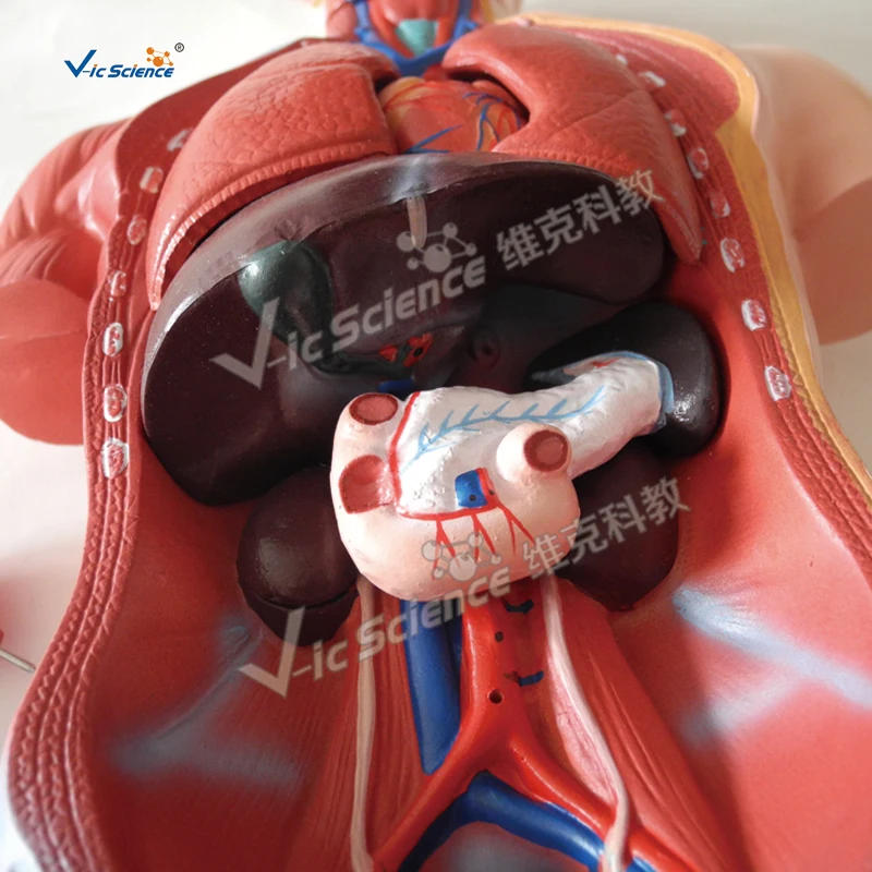 medical science 18  Parts Medical Anatomy 42cm sexless Human Torso Model medical anatomical model