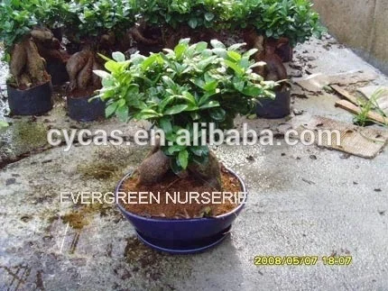 
Ficus microcarpa 