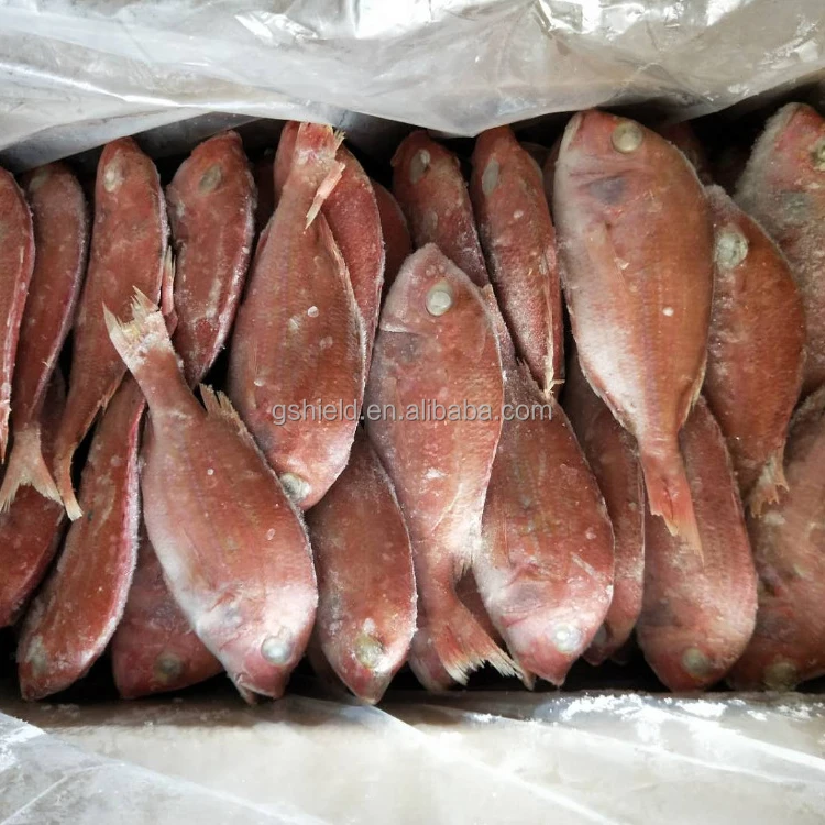 
New Product Type Fish Frozen fresh red seabream fish 300-500g for seafood importers 