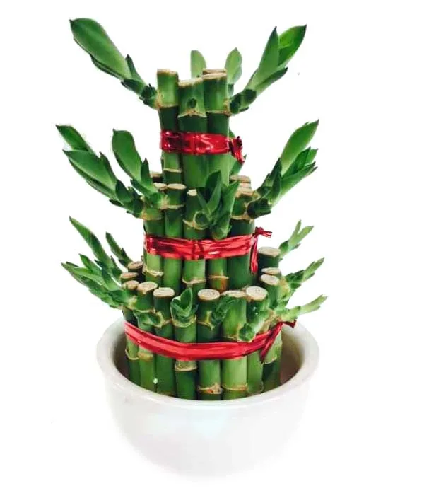 
Tower Lucky Bamboo Dracaena Sanderiana 