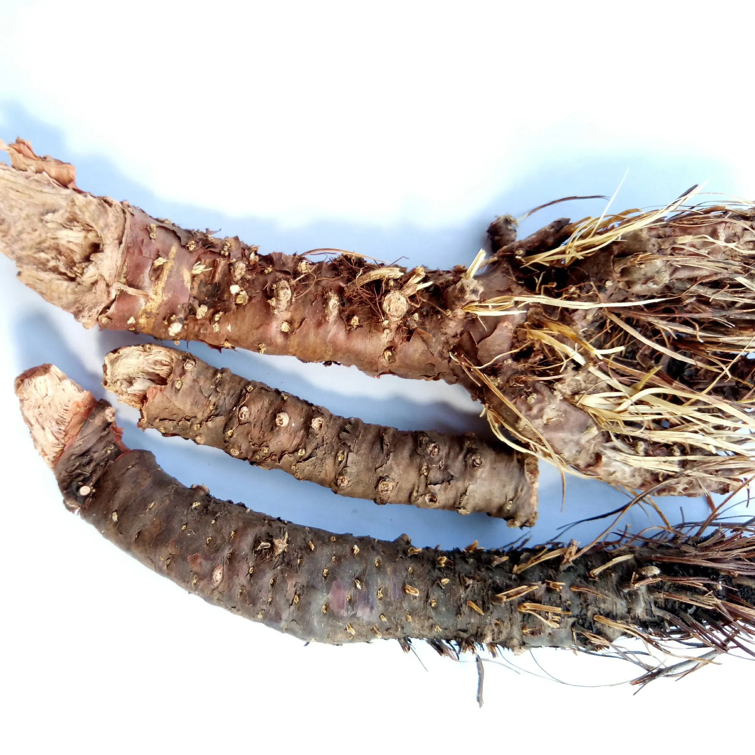 
Wild tibet Raw Root Rhodiola crenulata Hongjingtian 