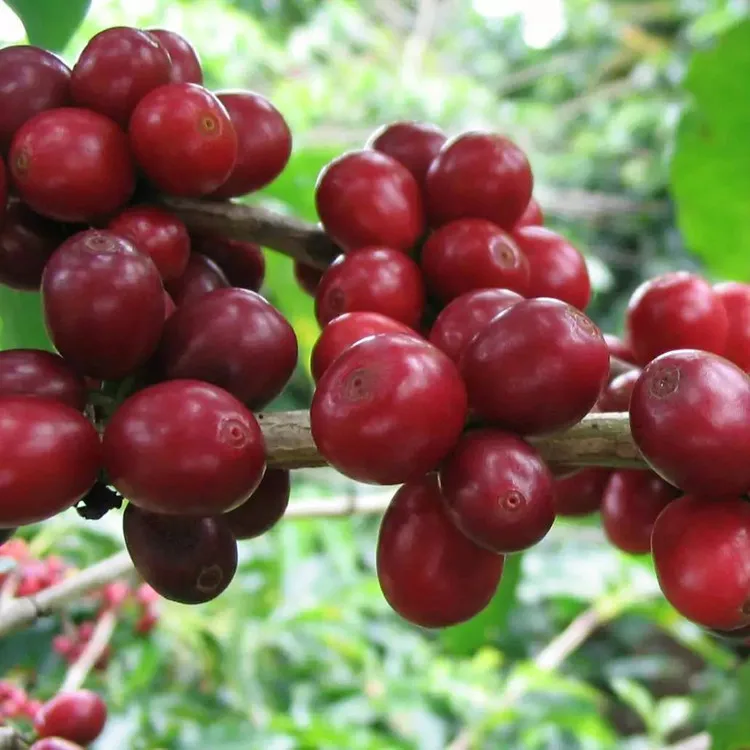Кофейные Семена с высокой степенью прорастания для выращивания