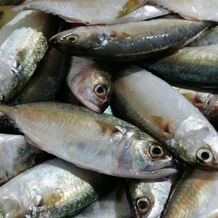 
New harvest good quality frozen seafood horse mackerel fish with factory price 