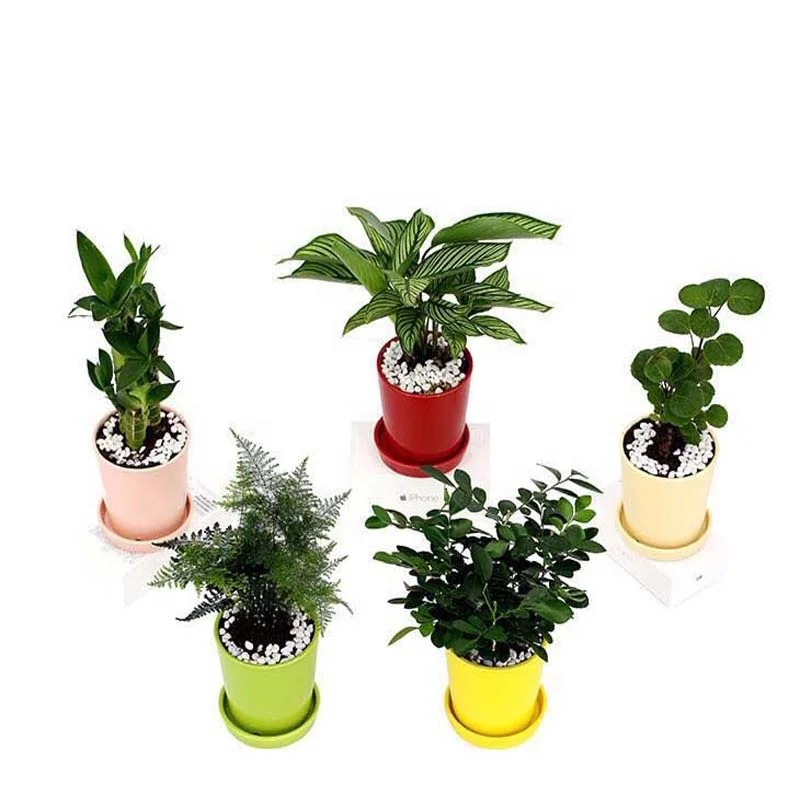 Xiamen Better-way 4.25inch  mini white glazed ceramic flower planter pots with attached saucer