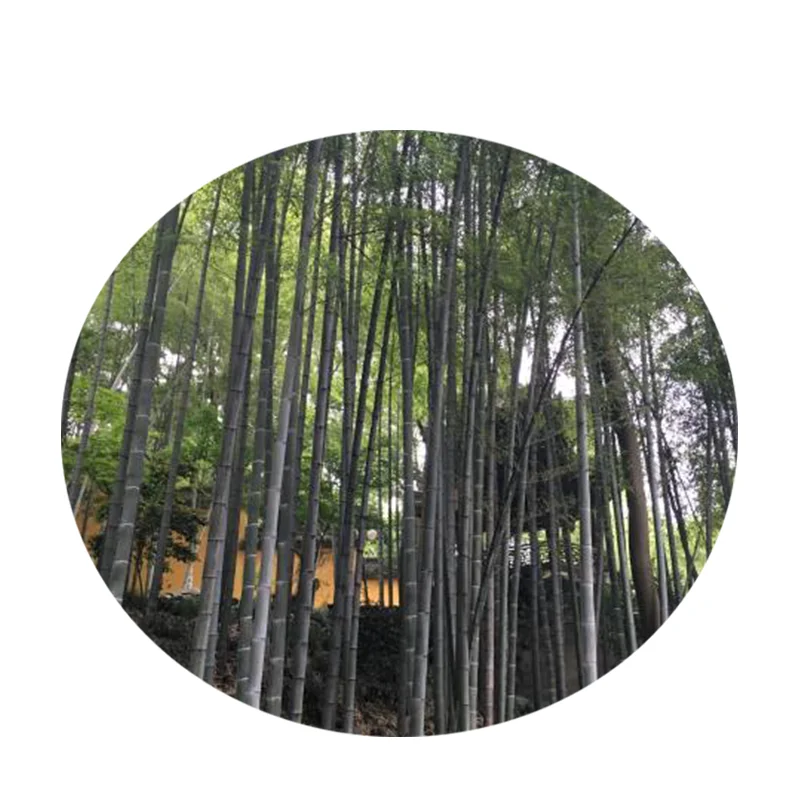 100% натуральная неочищенная бамбуковая целлюлоза вместо целлюлозы для бумажной промышленности