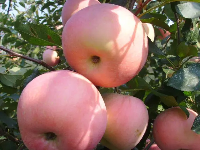  Fresh Apple Shandong Origin Of