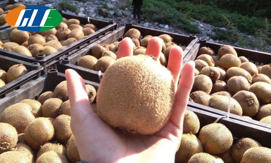 kiwi 2.jpg
