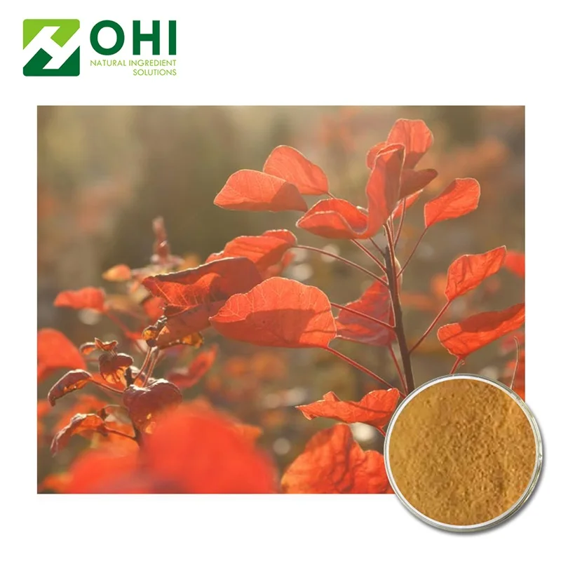 Rhus succedanea L powder extract Fisetin 98% HPLC