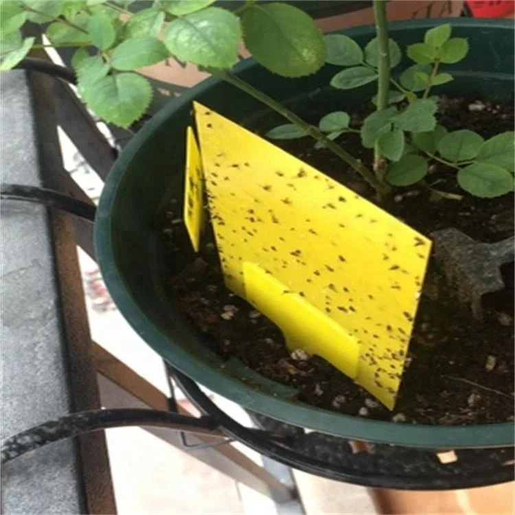 PP yellow sticky card Insect glue trap with two sided glues and releasing papers 20*25cm for agriculture pest control