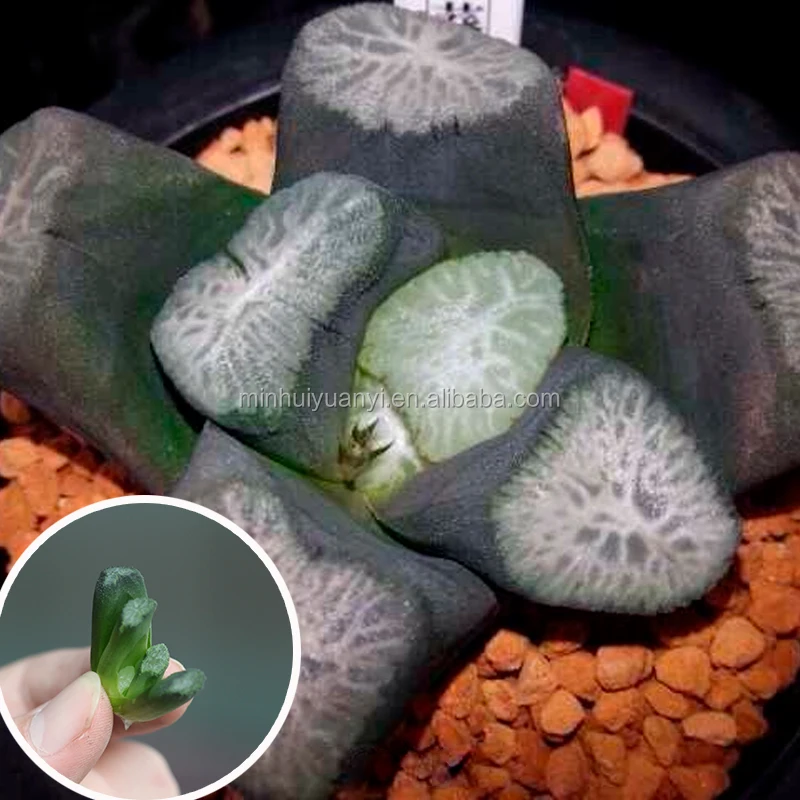 new style Succulent Plant of Haworthia truncata var. maughanii