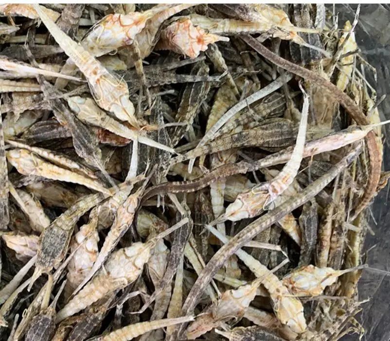 
TCM Pegasus laternarius Cuvier dried body for sale 