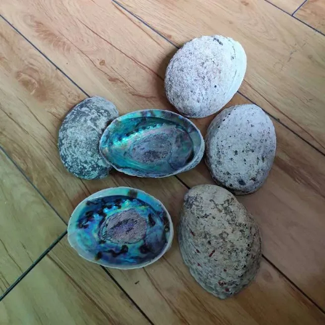 2018 big promotion new zealand kauri shell abalone in stock