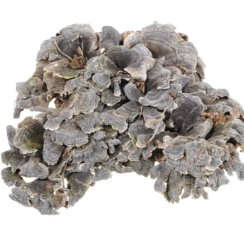 Органический порошок грибов Yunzhi