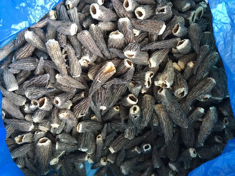 
top quality cheap price dry wild mushroom morchella conica 