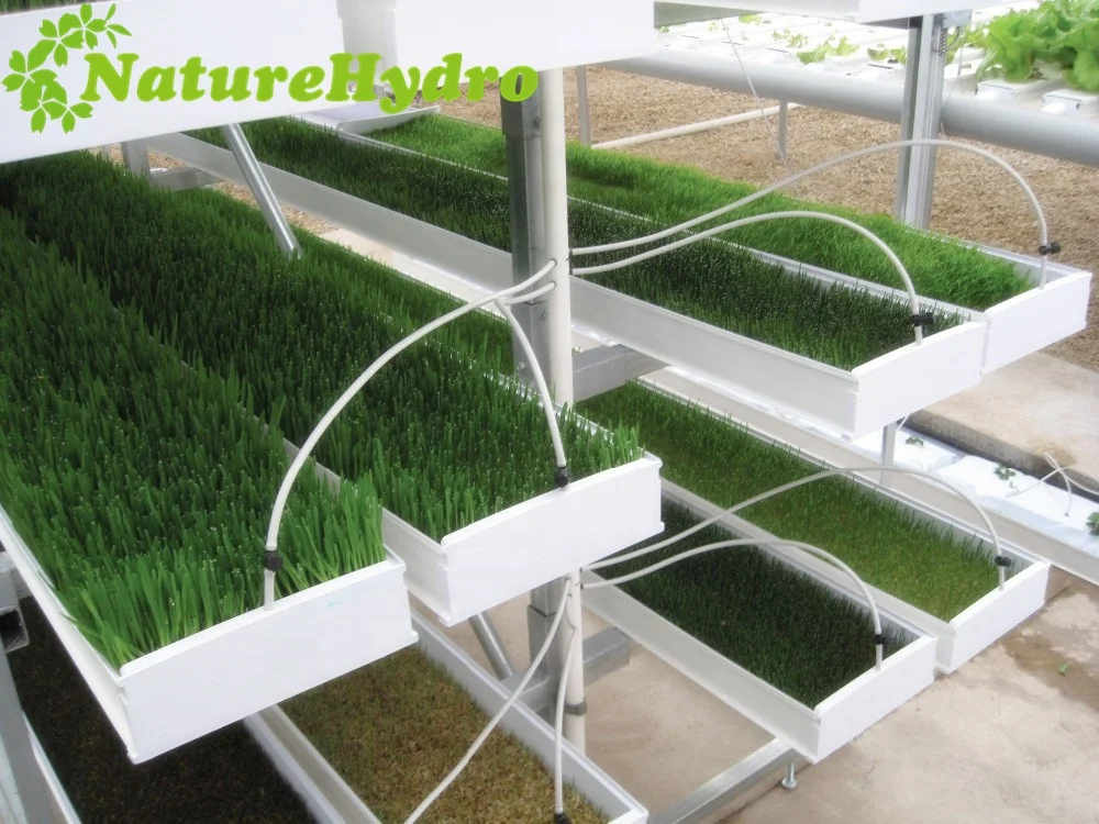 Microgreen hydroponic trays hydroponic channels wheat grass growing machine