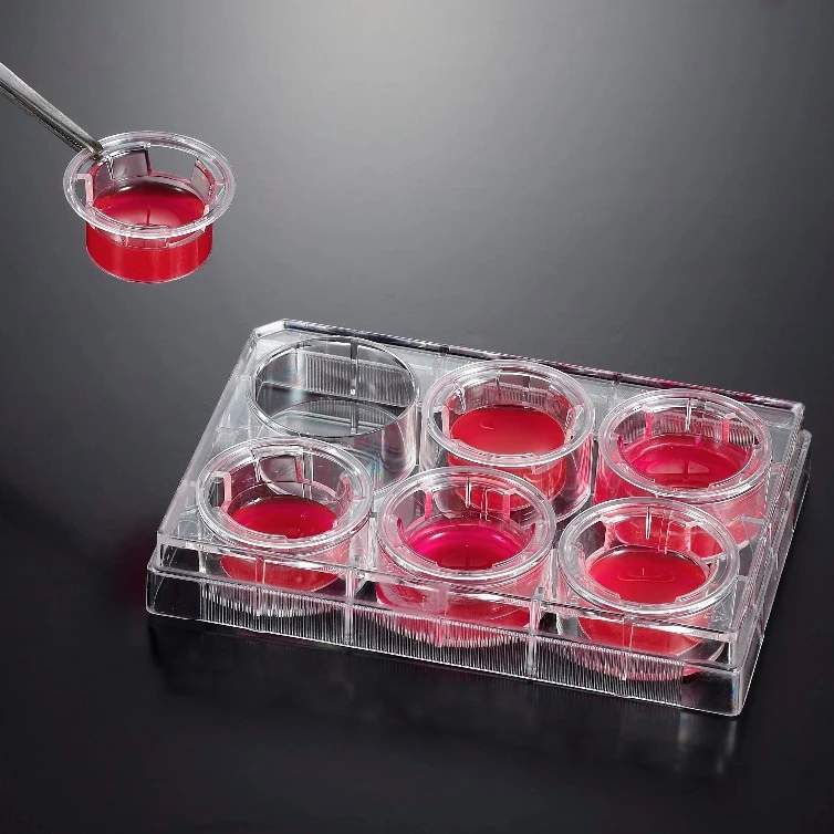 PET cell culture inserts 12 well tissue culture plates