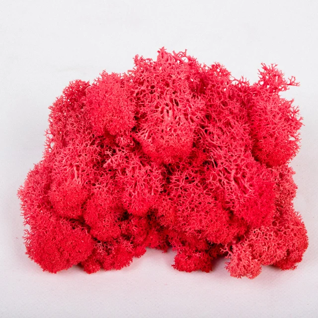 wholesale  everlasting raw material  dried stabilized preserved moss from china