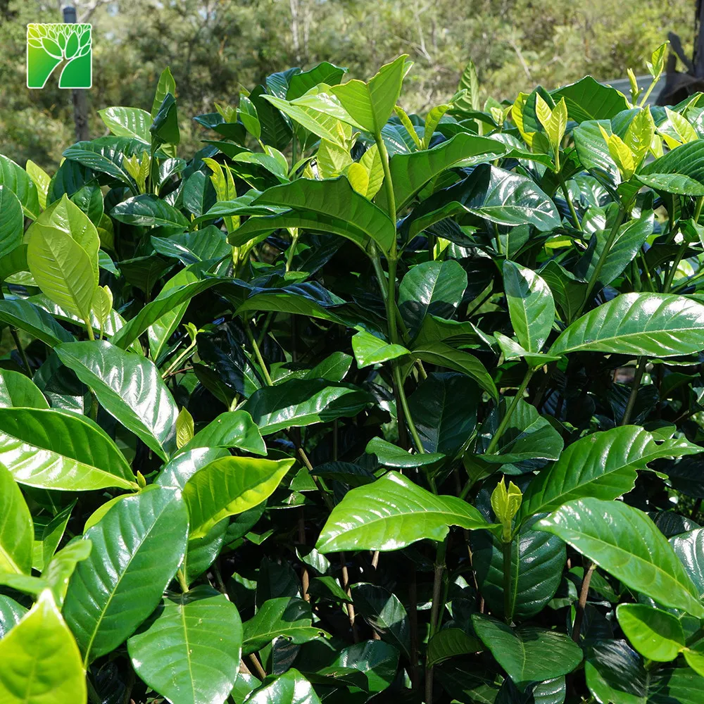 
Cheap wholesale high maintenance shrub plant tree Gardenia jasminoides Gardenia 