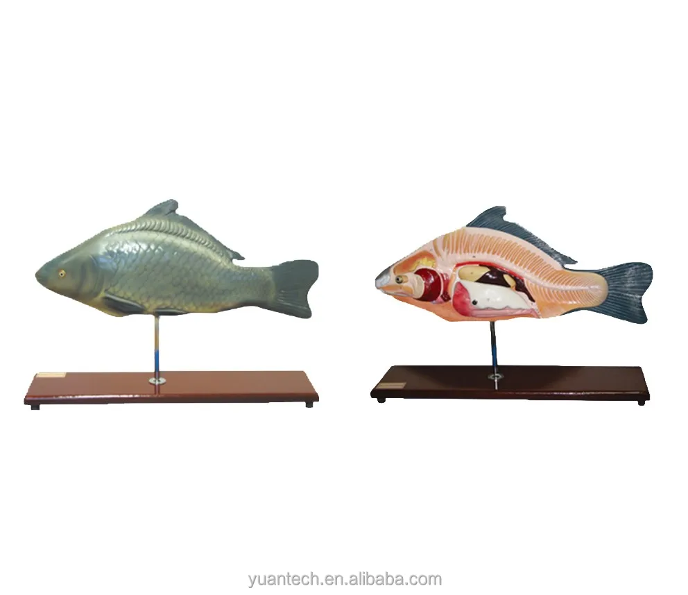 YA/B023 Natural Size Fish Anatomy and Torso Adult Fish Specimen for Anatomical Reference Fish Anatomy Model