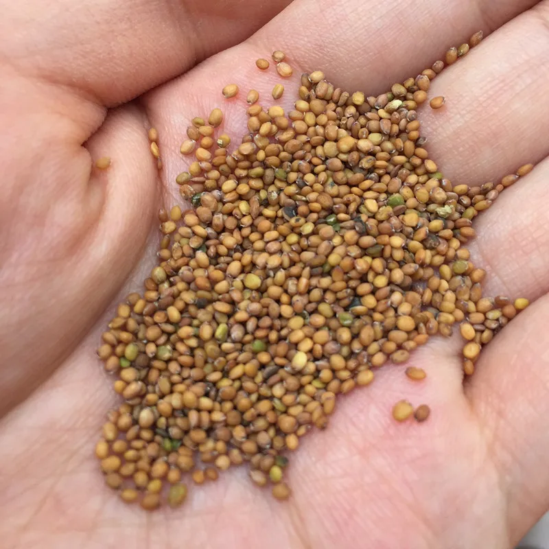 Новинка 2021, Семена Салата, семена свежих овощей, гибридные семена рокеты