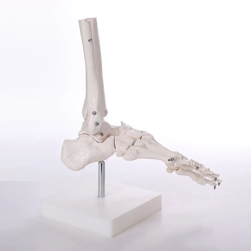 ADA-A1027 life-size human anatomy foot simulation skeleton model