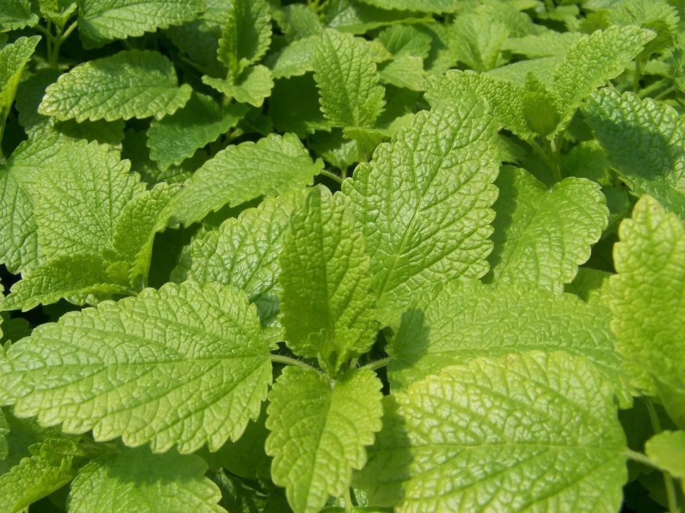 
100% natural plant extract Lemon Balm Extract, Rosmarinic Acid 