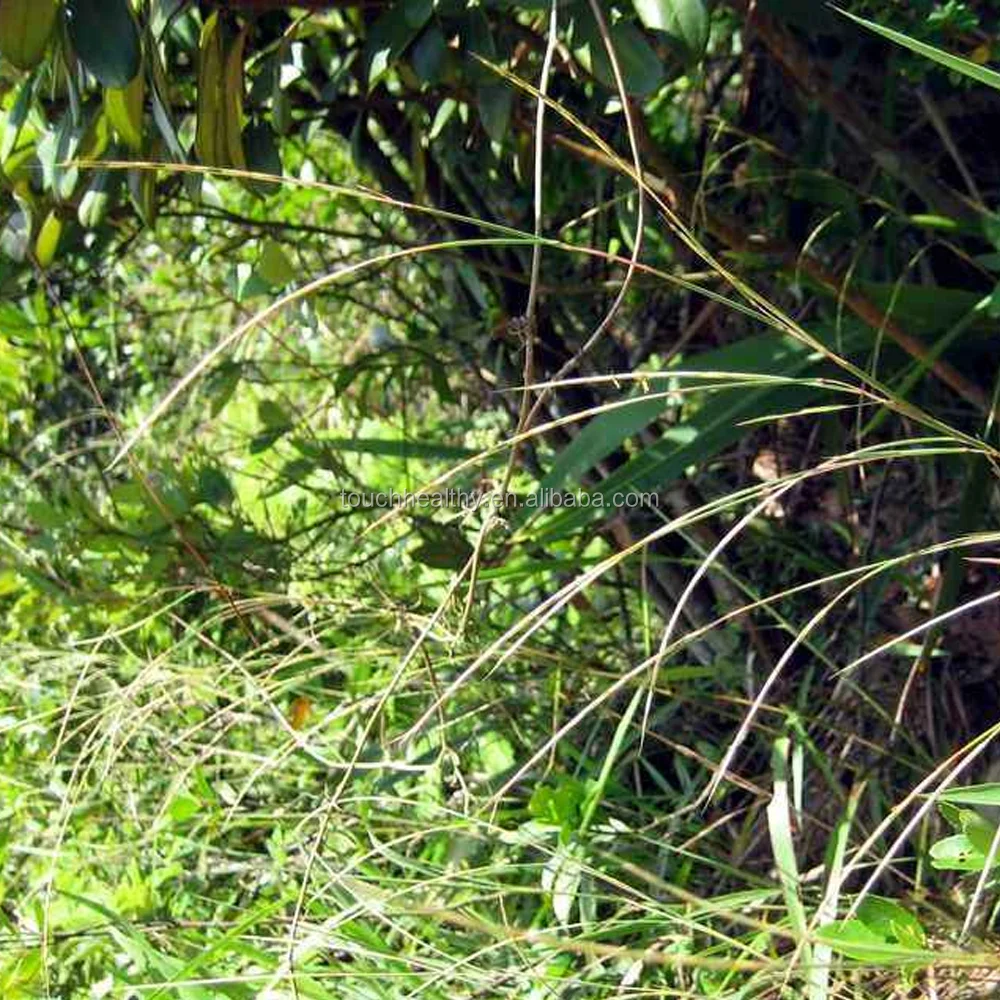 2021 Touchhealthy Top quality Limpograss grass seeds from Touchhealthy