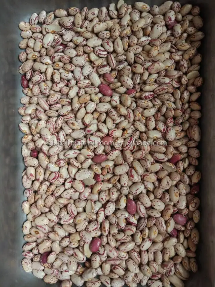 New Crop Light Speckled Kidney Beans American Round