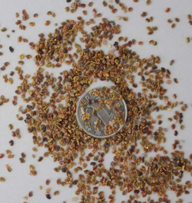 Natural pure animal feeding grass red purple flowers Medicago sativa seeds