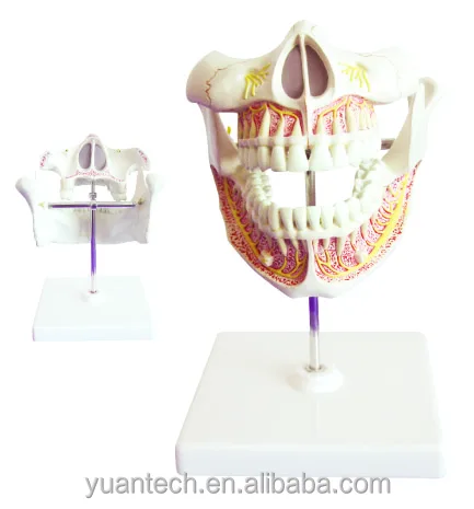 Enlarged Dental Adult(permanent) Teeth Anatomy Structure Model