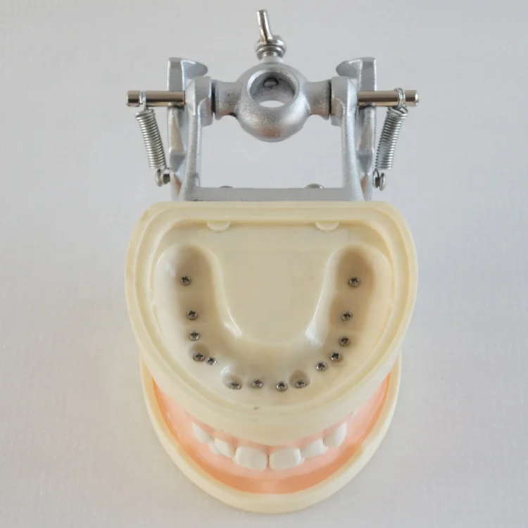 dental tooth demonstration models with DP articulator