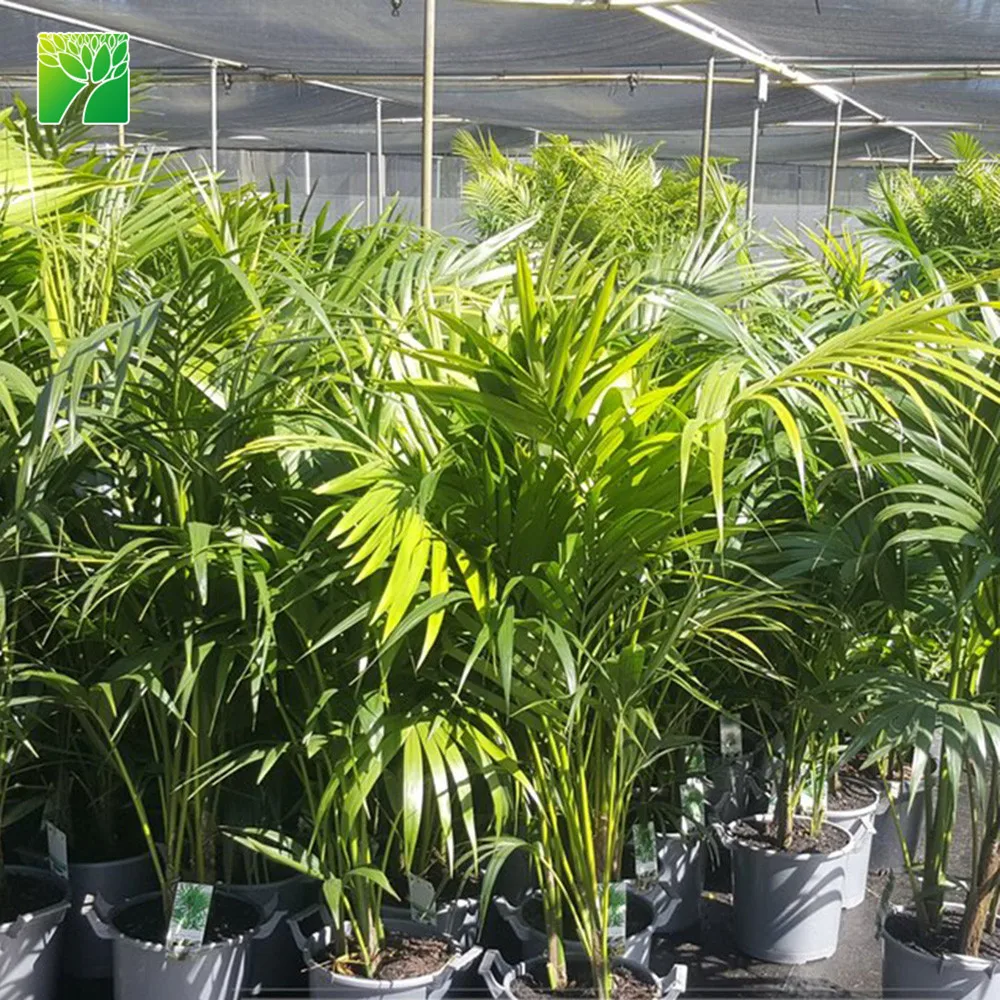 Поставка растительных ферм максимальная высота роста 10 футов уличные пальмовые растения кадемия Пальма хаваа