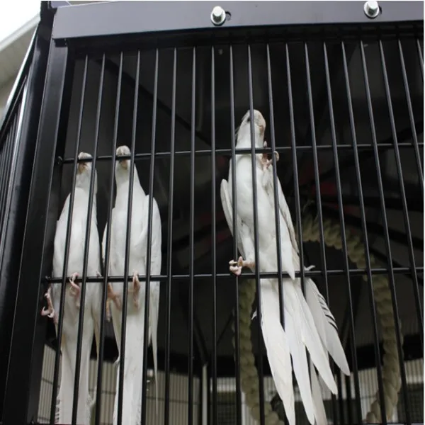 biack powder coated eight sided walk in bird aviary cage