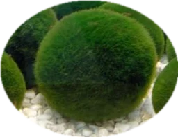 Factory Supply  chlorella powder in bulk organic chlorella powder spirulina and chlorella powder