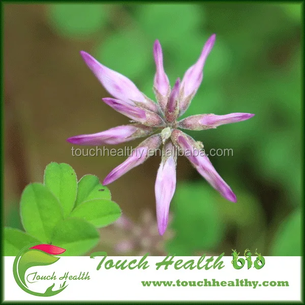 2021 Coronilla buxifolia seeds/ Crown Vetch seeds/Lawn grass seeds