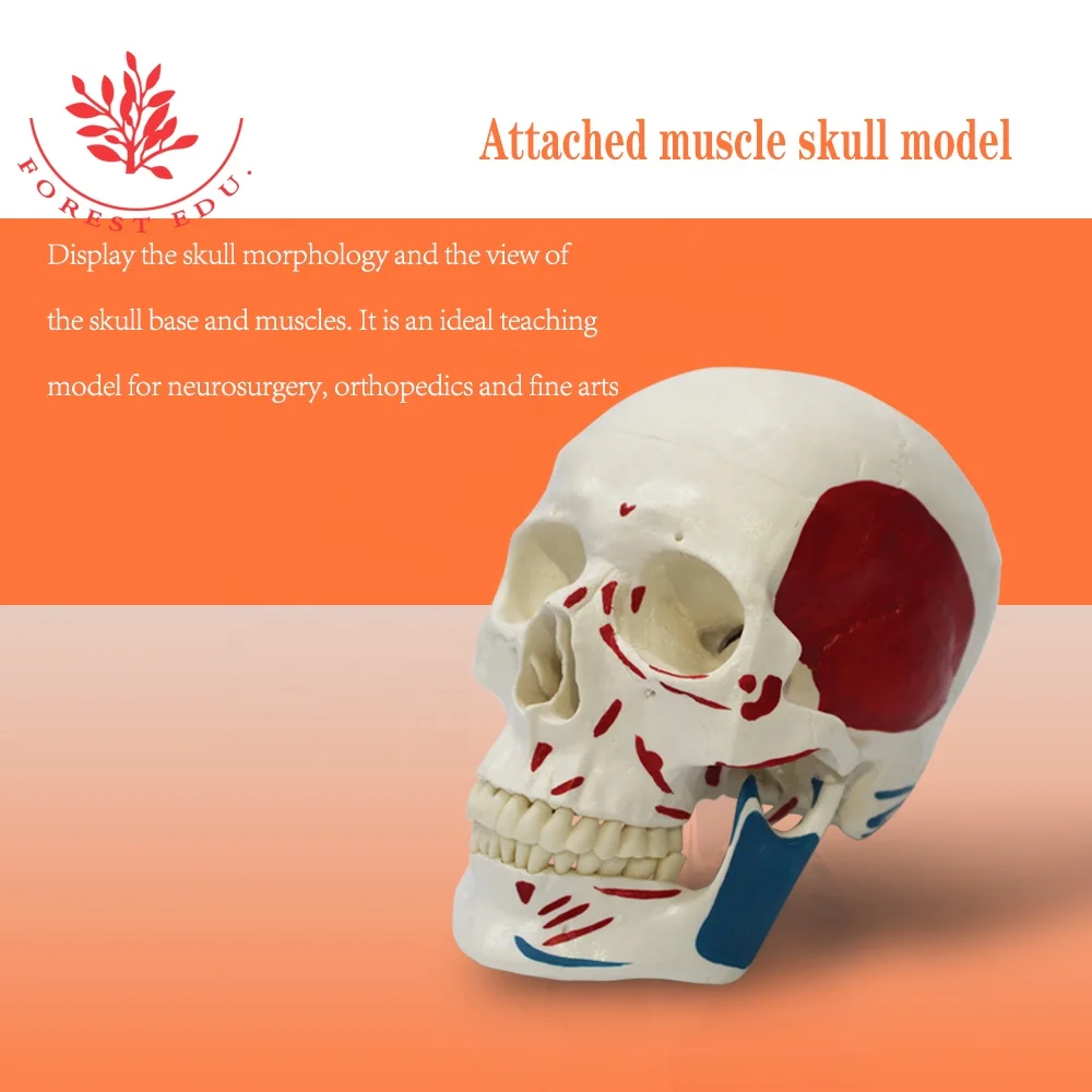 Human Skull Model Anatomic Popular Biological Life Size Plastic Medical Anatomical Skull Model
