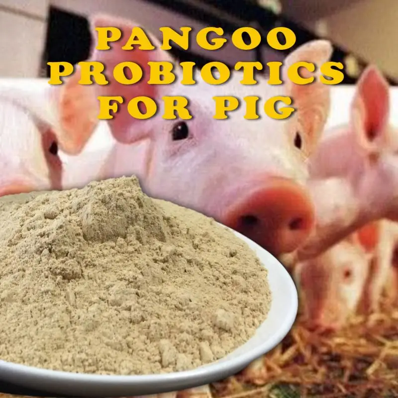 pangoo feed probiotics for pig enhance growth and immune function