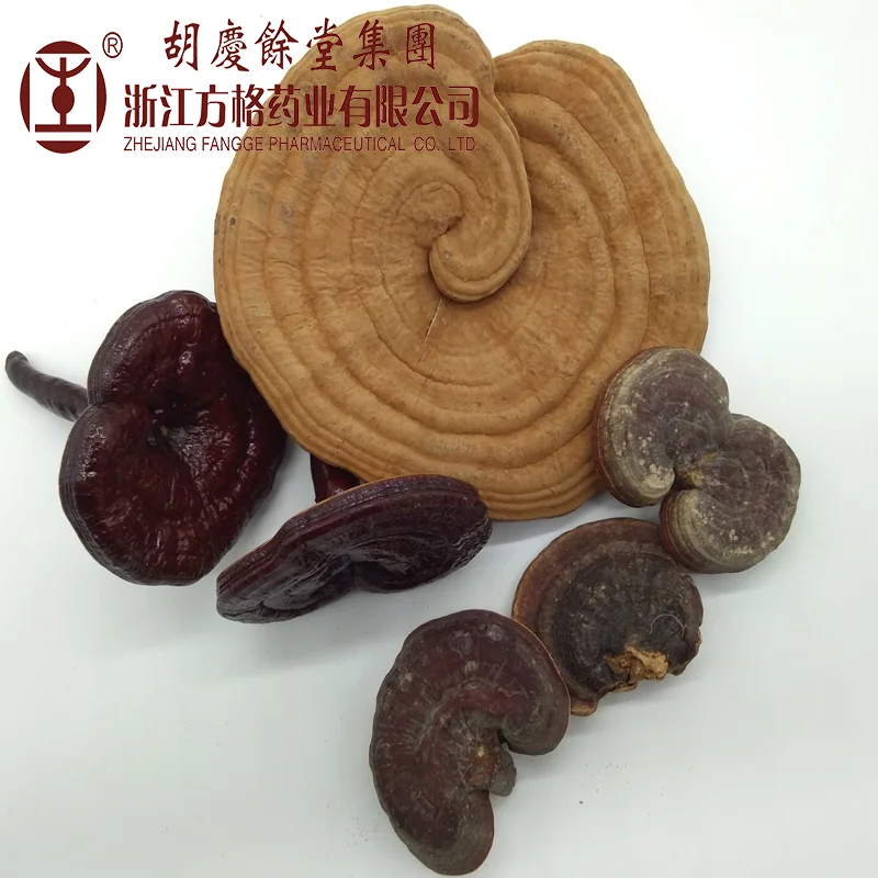 Organic Dried ganoderma lucidum/reishi mushroom; many kinds of mushrooms powder ,reishi spore shell-broken