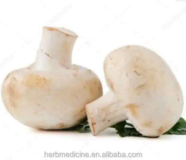
Button Agaricus brunnescens Common cultivated mushroom Agaricus bisporus Lange Sing 