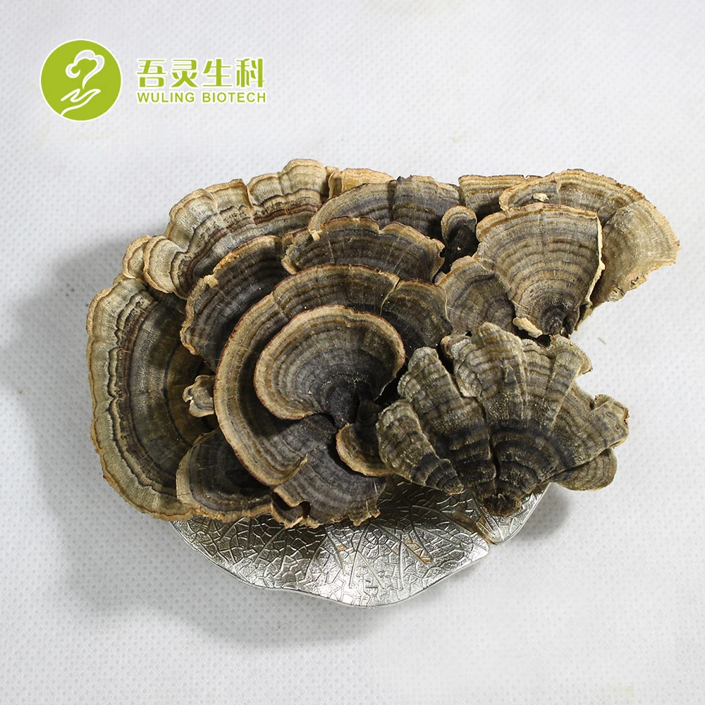 High Quality Breast Cancer Adobo Recipe Turkey Tail Fungus Turkey Tail Mushroom Extract