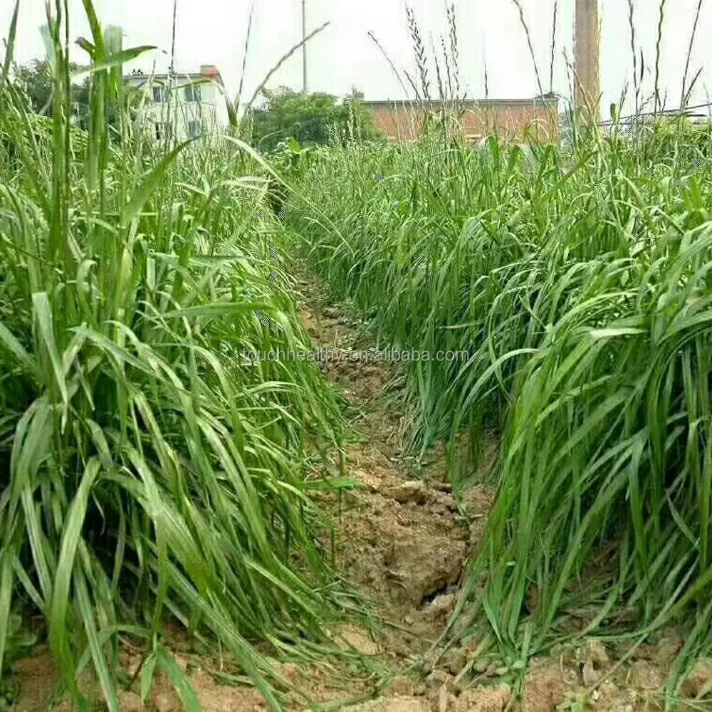 2021 mexicorn corn grass seed forage seed used to prepare for winter