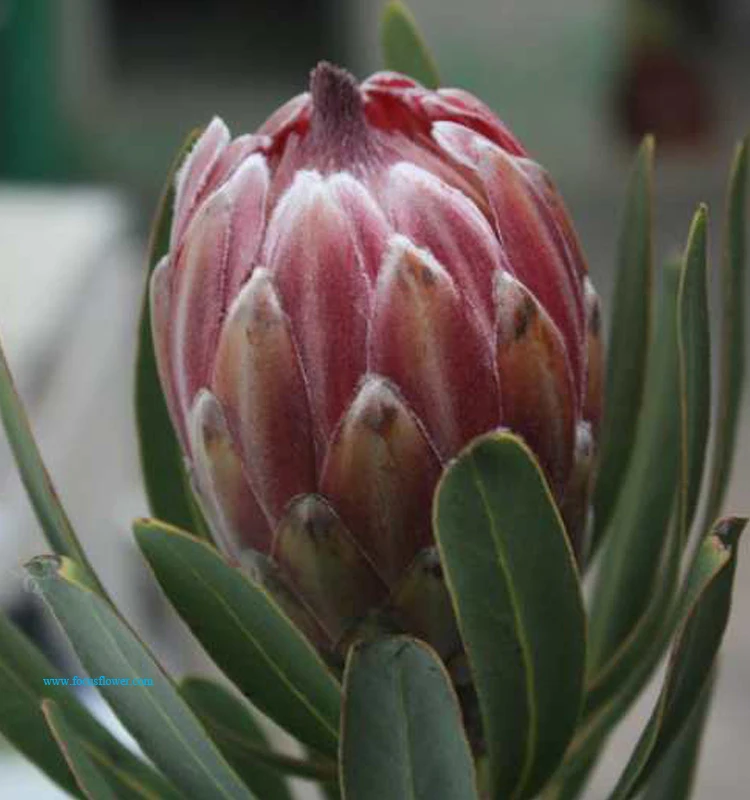 fancy items fresh cut flowers names of flowers used for decoration