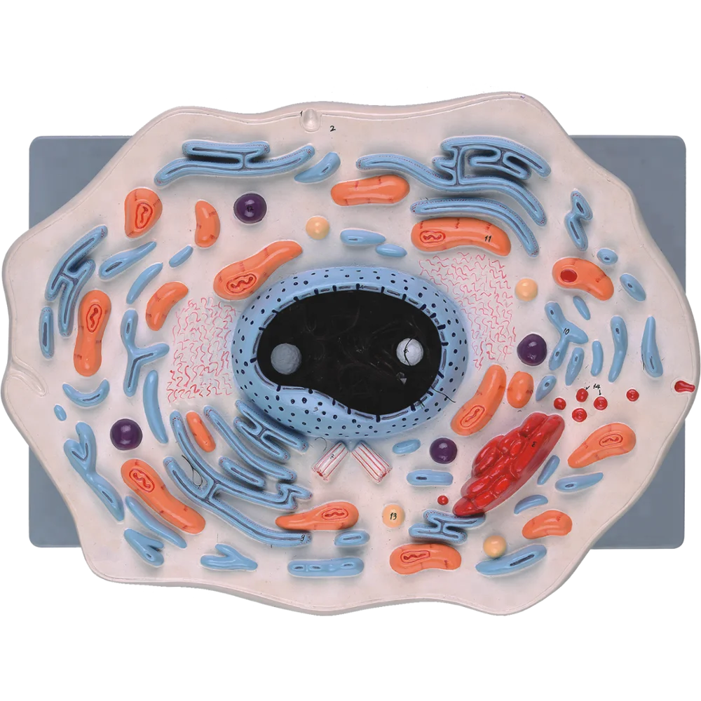 Animal Cell Model for School Teaching