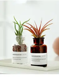 New style pretty small desk glass flower pot air plant wholesale