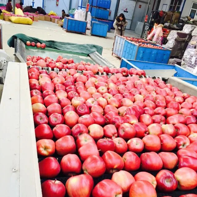 
 Вкусное свежее яблоко Fuji для продажи  