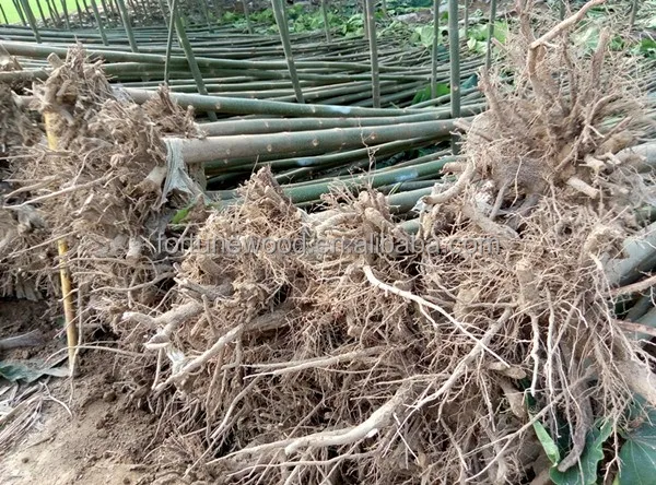 
Paulownia Tree for Planting Type Paulownia Shantong Cutting Root 