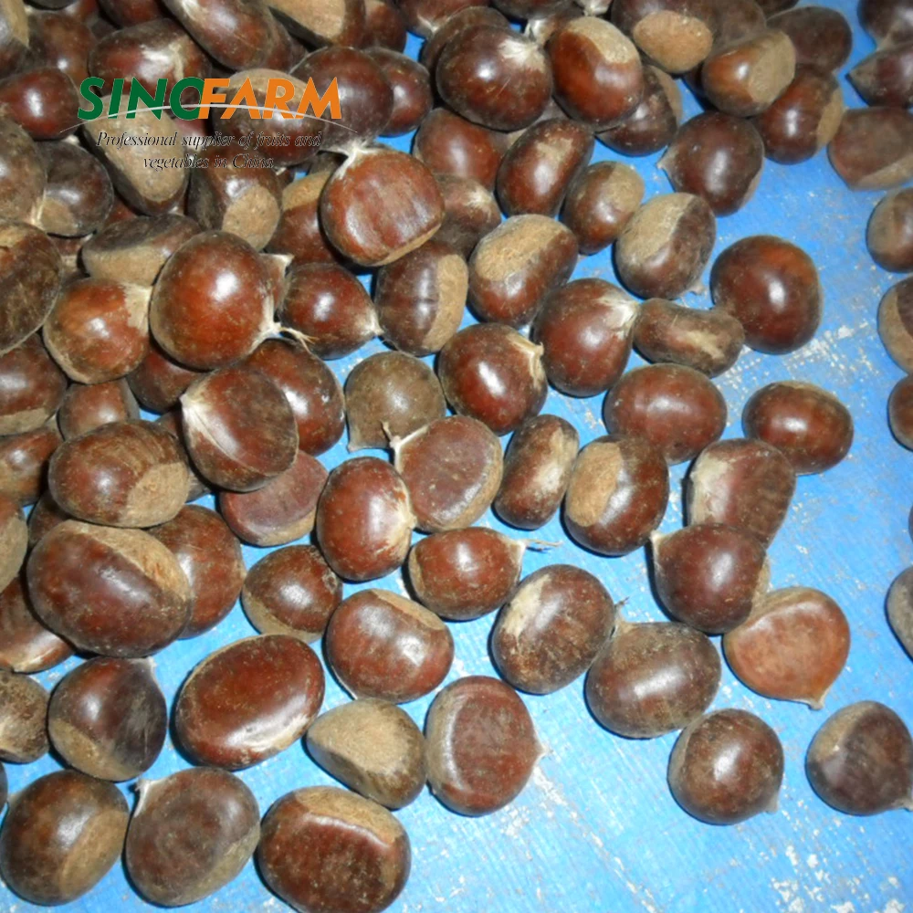 Wholesale fresh chestnut price per kg